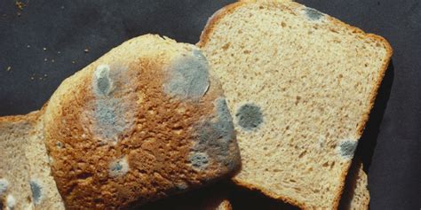 mold in bread box